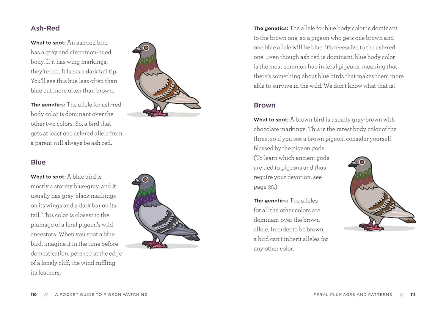 Pigeon Watching Book