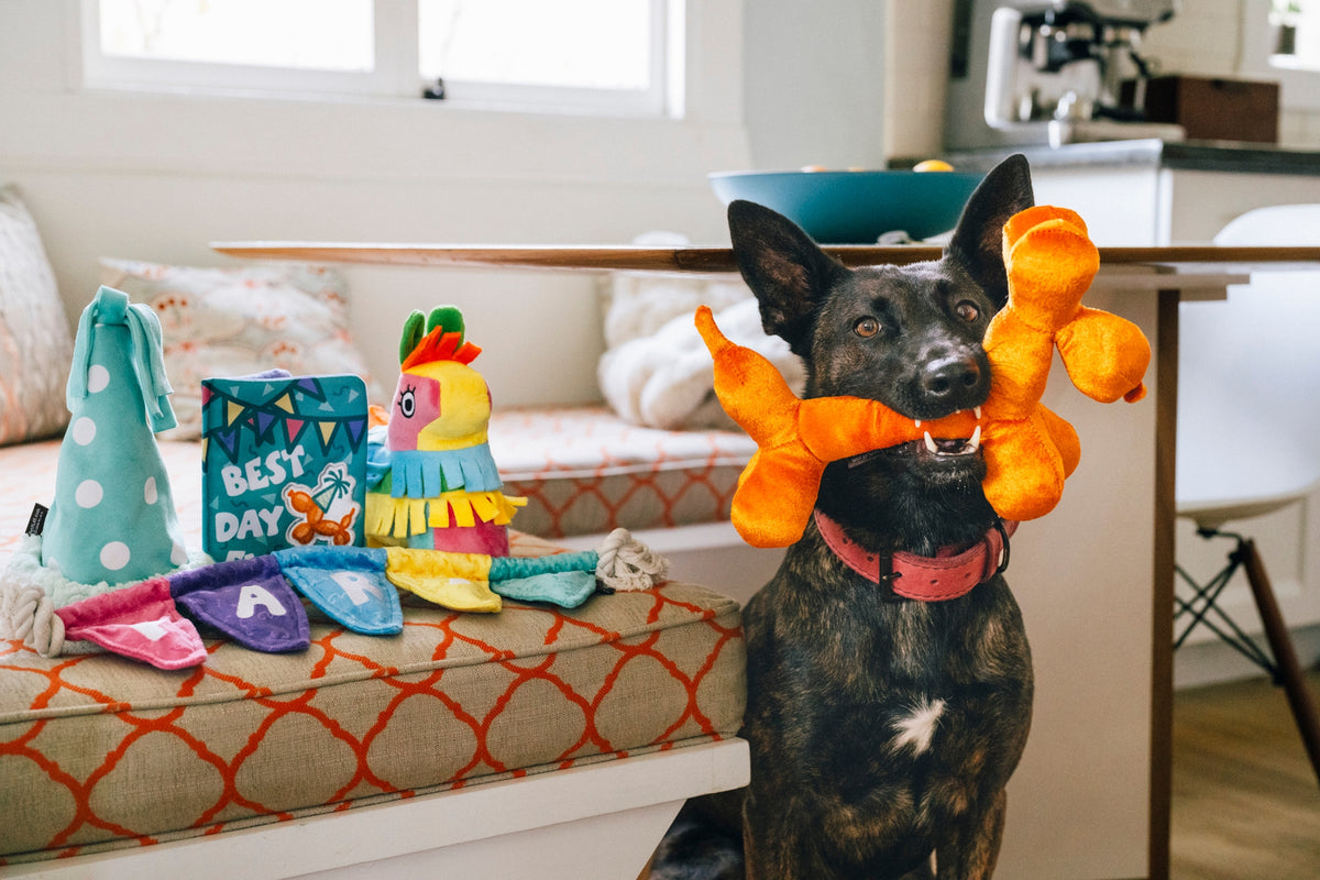 Balloon Dog Dog Toy