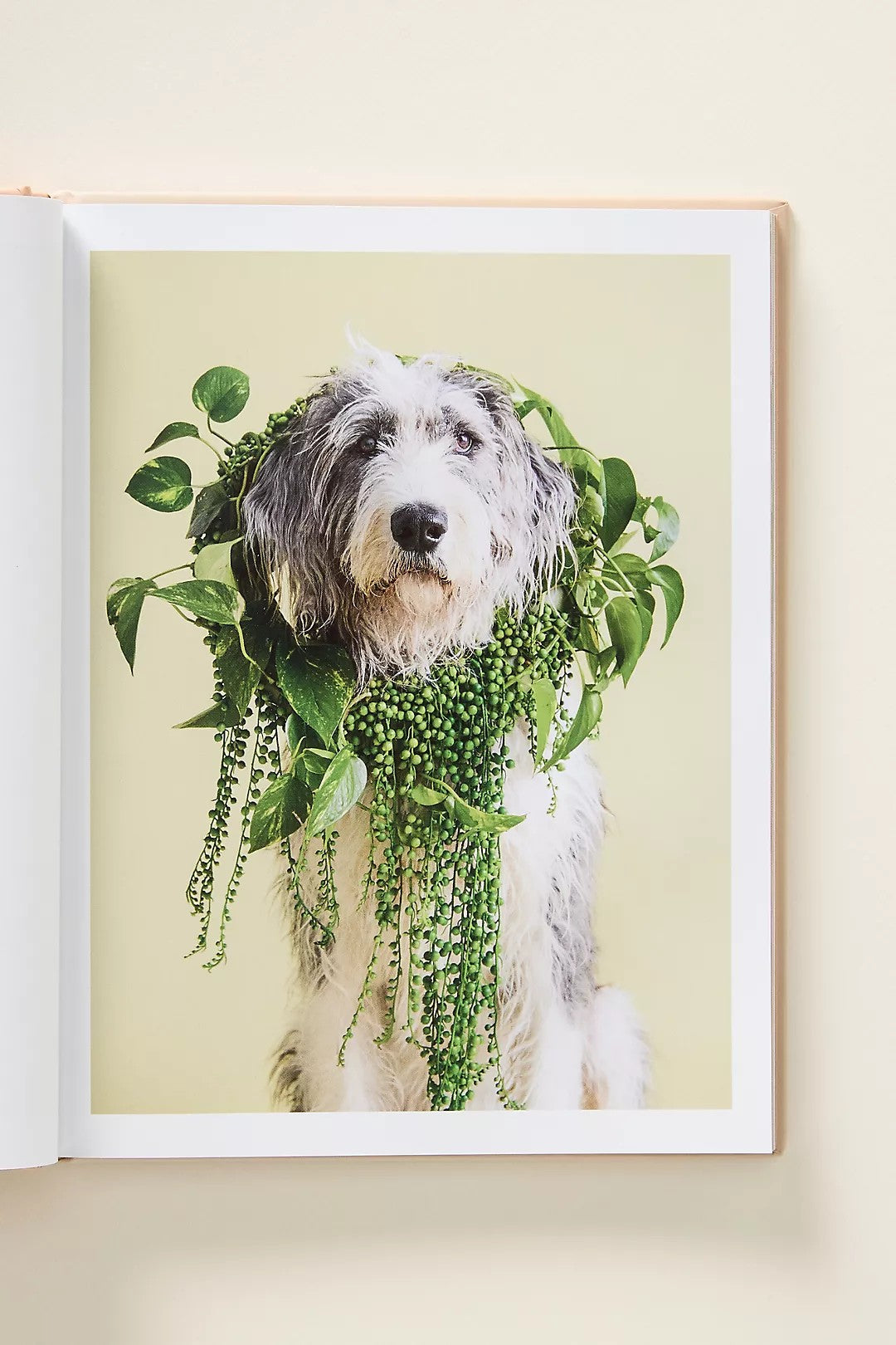 Cone Of Shame Book